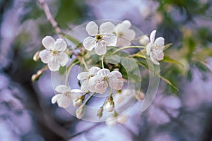 Cherry flowers frame