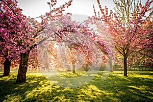 Cherry flowers garden illuminated with sunrise beams