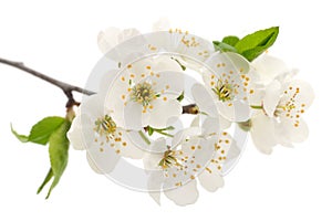 Cherry flowers isolated