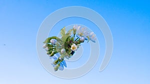 Cherry flowers isolated on blue sky background. A bunch of white cherry blossoms close-up against a clear blue sky