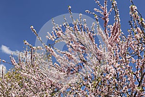 Cherry flowers Sacura on sky background