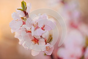 Cherry flowers shot with soft focus lens