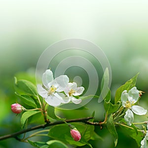 Cherry flowers in soft focus