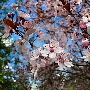 Cherry flowers