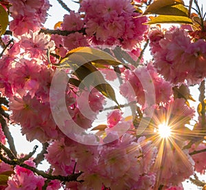 Cherry flowers with stared sunrise