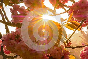Cherry flowers with stared sunrise background