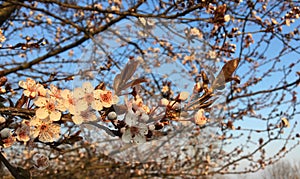 Ciliegia fiori sul tramonto 