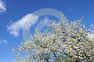 Cherry flowers on a tree against a cloudy blue sky in a backyard garden in summer. Wild white sakura flowering plants