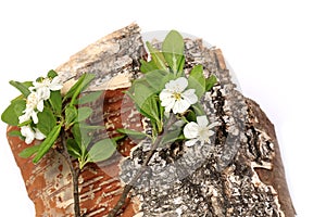 Cherry flowers on tree bark isolated on white background composition of natural spring collage