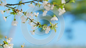 Cherry Flowers On A Tree Branch In Full Bloom. Natural Beauty Background. Close up.