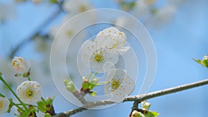 Cherry Flowers On A Tree Branch In Full Bloom. Natural Beauty Background. Close up.