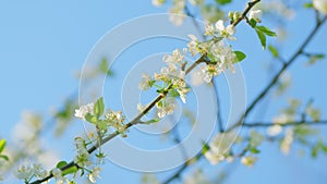 Cherry Flowers On A Tree Branch In Full Bloom. Natural Beauty Background. Close up.