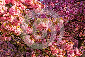 Cherry flowers tree field, spring mood