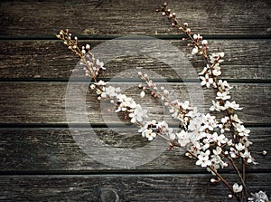 Cherry flowers on wooden background