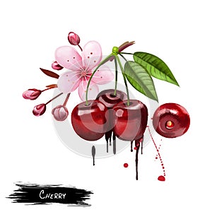 Cherry fruit and blossom isolated on white background. Wild cherry. Ornamental cherry. Sakura blossom. Used for culinary purposes