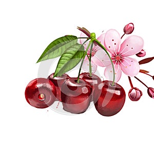 Cherry fruit and blossom isolated on white background. Wild cherry. Ornamental cherry. Sakura blossom. Used for culinary purposes