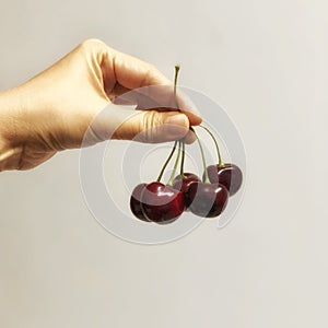Cherry fruit picking from graden ready to eat on asian woman hand