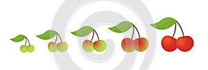 Cherry fruit ripeness stages chart. Colour and size, scale gradation set plant. From green to red gradient. Animation period