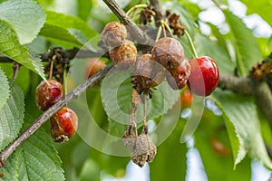 Cherry fruit rot