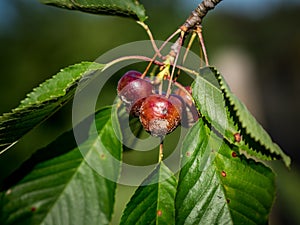 Cherry fruit rot caused by the fungus Monilia