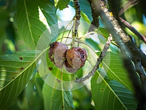 Cherry fruit rot - Monilia