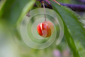 Cherry fruit split by excessive rains.