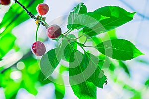 Cherry fruit on the tree