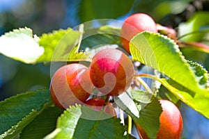 Cherry fruit tree