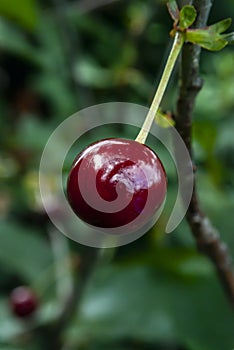 Cherry fruit on a twig