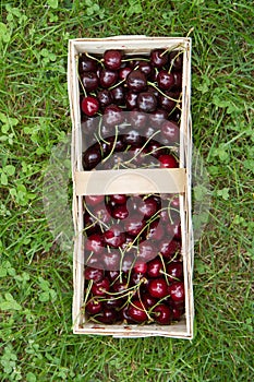 Cherry fruits in a basket