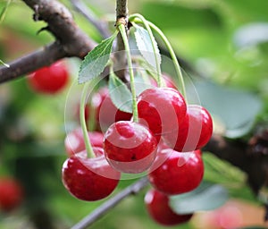 Cherry fruits ripen on a tree branch