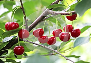 Cherry fruits ripen on a tree branch