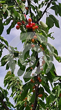 The Cherry Fruits Ripening with Greenleaf on the Tree in Summer