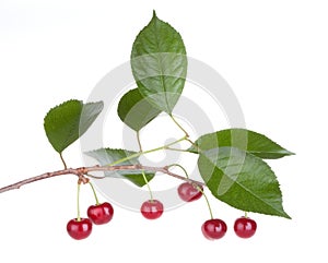 Cherry fruits tree