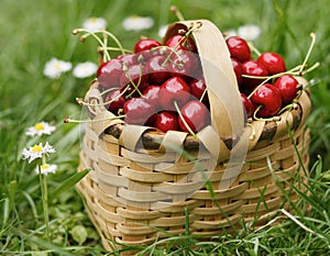 Cherry-full basket