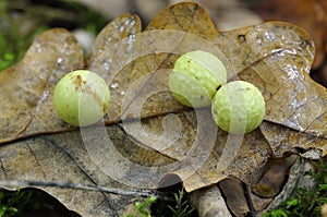 Cherry Gall on Oak leaf