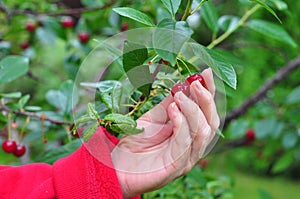 Cherry garden