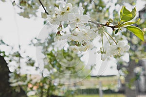 Cherry garden. Spring blossom background - abstract floral border of green leaves and white flowers.