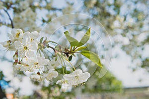 Cherry garden. Spring blossom background - abstract floral border of green leaves and white flowers.