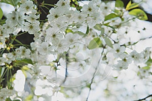 Cherry garden. Spring blossom background - abstract floral border of green leaves and white flowers.