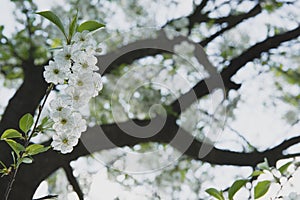 Cherry garden. Spring blossom background - abstract floral border of green leaves and white flowers.