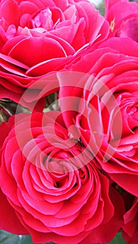 Cherry Girlâ„¢ rose, red rose