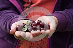 Cherry in hand