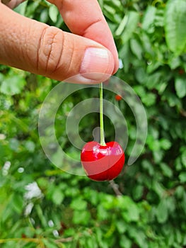 cherry on hand