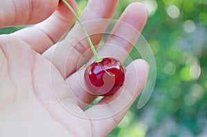 Cherry on the hand. Hold the fruit in hand. Cherry on the palm. Ripe red cherry. Juicy summer cherry.