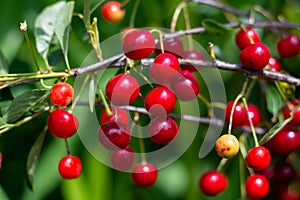 Cherry hanging on a branch of a cherry tree. Ripe cherries among the green leaves of the cherry tree in the summer