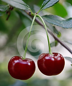 Cherry hanging on a branch of a cherry tree. Ripe cherries among the green leaves of the cherry tree in the summer garden are ripe