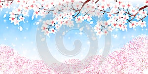 Cherry illustration material that imaged Japanese spring