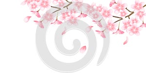 Cherry illustration material that imaged Japanese spring