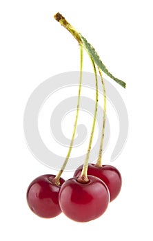 cherry isolated on white background